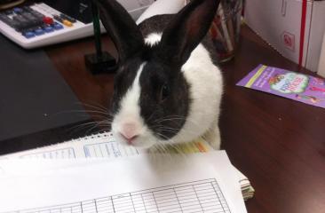 Broome Street Day Care gets a duplex for Local Bunny